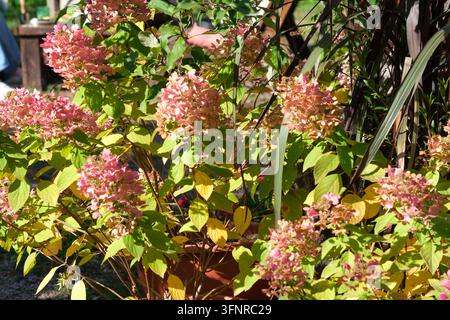 Rosa Hortensienblüten füllen einen belaubten Gartensstrauch bei hellem Sonnenlicht. Stockfoto