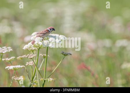 Baumsperling (Passer montanus) auf einer Wald-Kümmelblüte (Anthriscus sylvestris) an den Klippen von Bempton, East Yorkshire, UK Stockfoto