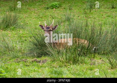 Rehwild, Dama dama, ruht im hohen Gras einer grünen Wiese. Stockfoto
