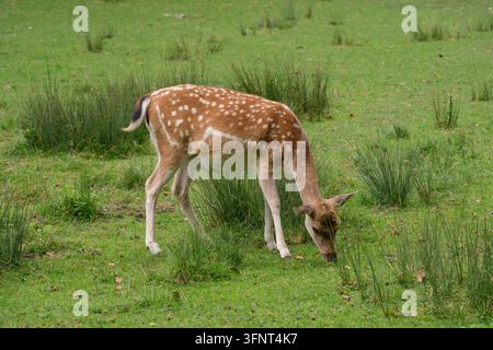 Rehbock, Dama dama, frisst frisches Gras auf einer grünen Wiese. Stockfoto
