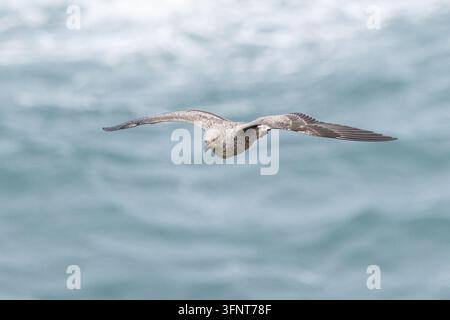 Große Mantelmöwe (Larus marinus) - Jungvogel Stockfoto