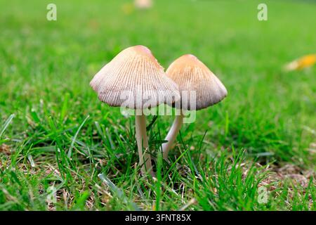 Zwei kleine Pilze im Gras nach dem Regen Stockfoto