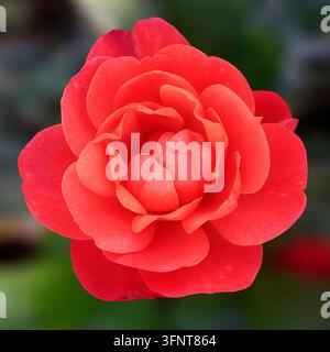 Eine perfekte Rosenblüte im quadratischen Format Stockfoto