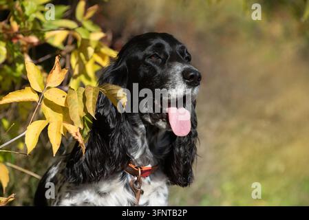 Nahaufnahme-Porträt eines Russischen Jagdspaniels, das im Freien zwischen gelben Herbstblättern sitzt und die Zunge herausstreckt. Ein Spaziergang mit einem Jagdhund im Herbst Stockfoto