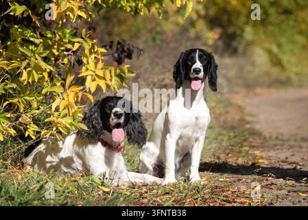 Zwei hübsche schwarz-weiße russische Jagdspaniels sitzen und liegen im Park an einem sonnigen Herbsttag. Ein Spaziergang mit Jagdhunden im Herbst Stockfoto
