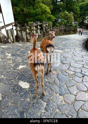 Zwei wilde Sikahirsche gehen zwischen traditionellen Steinlaternen in Nara, Japan. Stockfoto