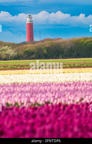 Bunte Frühlings-Tulpenfelder mit dem roten Leuchtturm von Texel im Hintergrund, Texel, Niederlande. Stockfoto