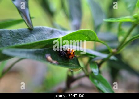 Oranger Marienkäfer, der von Wassertropfen bedeckt unter dem Schatten eines grünen Blattes Schutz sucht, in Makroaufnahme mit natürlichem weichem Hintergrund im Garten nach dem Regen Stockfoto