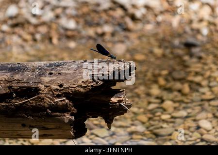Eine Libelle sitzt auf einem Baumstamm in der Nähe von klarem Wasser, wobei Steine im Hintergrund unter der Oberfläche sichtbar sind. Stockfoto