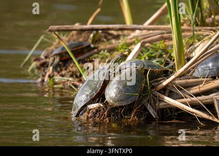 Mehrere Schildkröten sonnen sich an einem schlammigen Ufer, umgeben von Schilf und Wasser. Stockfoto