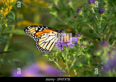 Ein Monarchfalter ruht auf einem violetten Aster, umgeben von grünem Laub und gelben Blumen. Stockfoto