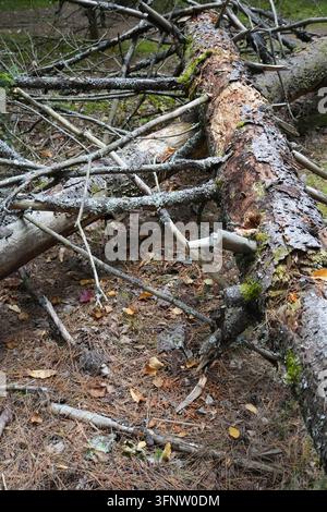 Nahaufnahme von gefallenen toten Baumstämmen und verworrenen gebrochenen Ästen, die mit Moos und Flechten bedeckt sind, auf einem Waldboden mit Kiefernnadeln und verstreuten Herbstblättern Stockfoto