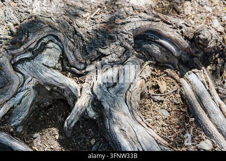 Krümmige Baumwurzeln ragen aus trockenem Waldboden Stockfoto