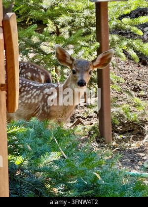 Hirsch im Japanischen Garten Stockfoto