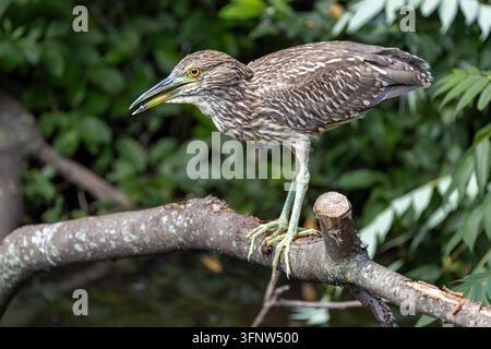 Jugendlicher Schwarzkrönchen-Nachtreiher (Nycticorax nycticorax) sitzt aufmerksam auf einem moosigen Ast und zeigt tränenfleckiges Gefieder in Brooklyn, NY. Stockfoto