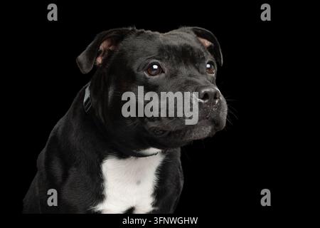 Staffordshire-Bullterrier-Hund schaut nach rechts mit geschlossenem Mund, dunkles Fell, weißer Brustfleck, isoliert auf schwarzem Hintergrund, aufmerksam nachdenklich e Stockfoto