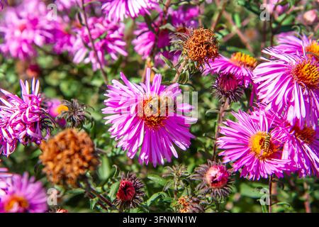 Biene, die Nektar auf einer lila Asterblüte sammelt. Bestäubungsprozess in einem Garten. Konzept von Natur, Ökologie und Umweltschutz. Stockfoto