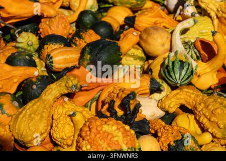 Bunte Kürbisse und kleine Kürbisse füllen einen Marktstand während der Erntesaison im Herbst Stockfoto