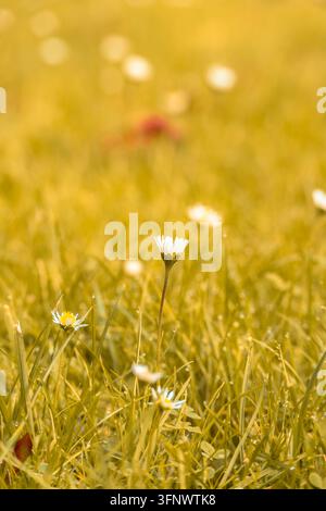 Vertikale Ansicht von kleinen weißen Gänseblümchen, die in hohem Gras wachsen, mit einem weichen goldenen unscharfen Hintergrund. Stockfoto