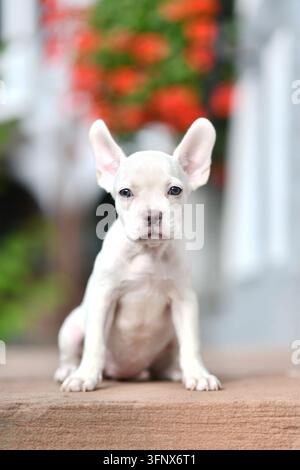 Süße platinfarbene französische Bulldogge mit gesundem langem Maul sitzt auf der Straße Stockfoto