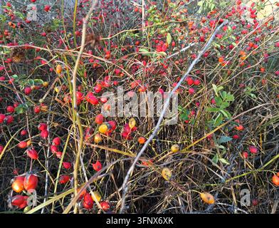 Hagebutten wachsen an einem dichten Strauch in der Herbstnatur Stockfoto