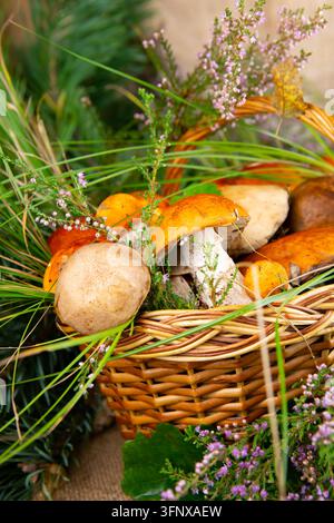 Waldpilze im Korb. Weiße Pilze. Herbsthintergrund mit Pilzen und Waldlaub. Platz für Text. Stockfoto