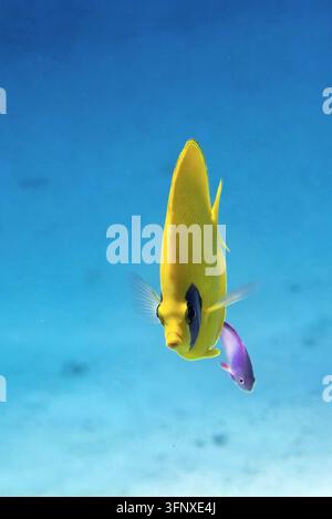 Maskenbutterfisch (Chaetodon semilarvatus). In Scharm El Scheich, Ägypten, aufgenommen. Stockfoto