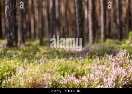 Völlig verschwommener Herbstwald und Heide-Hintergrund mit warmem Sonnenlicht, weichen Herbstfarben und natürlichem Bokeh, der eine friedliche saisonale Atmosphäre schafft Stockfoto