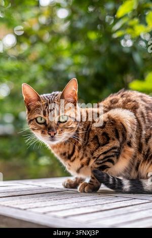 Bengal-Katze liegt auf einem Holztisch in einem grünen Garten . Hochwertiges Foto Stockfoto