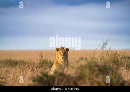 Junger Löwe sitzt aufmerksam im Savannengras. Stockfoto
