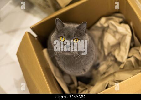 Nahaufnahme einer britischen Hauskatze, die in einer braunen Kiste sitzt. Hochwertiges Foto Stockfoto