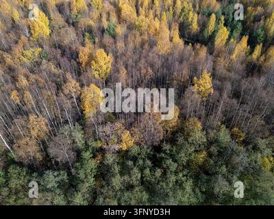Luftaufnahme eines Herbstwaldes mit lebhaften gelben und orangefarbenen Laubbäumen, gemischt mit grünen Nadelbäumen in Oulu, Nordösterbotten, Finnland. Stockfoto