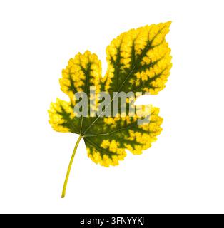 Gelber und grüner Maulbeerblatt isoliert auf weißem Hintergrund, herbstliches Morus-Laub mit gesprenkelter Textur, detaillierte Adern und saisonale Verfärbung Stockfoto