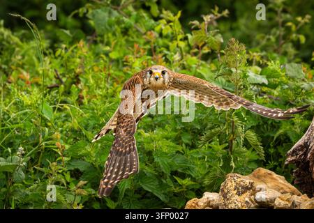 Kestrel Fliegen Stockfoto