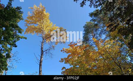 Niedriger Blick auf farbenfrohe Herbstbäume mit goldenen und gelben Blättern vor einem klaren blauen Himmel in Sigulda, Lettland, an einem sonnigen Oktobertag. Stockfoto