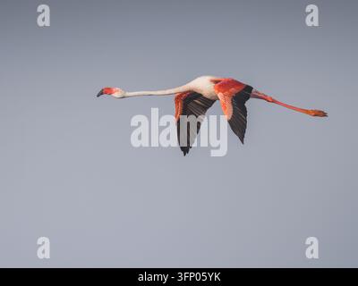 Ein einzelner Rosaflöschling Phoenicopterus roseus, der im Flug vor einem klaren, blassen Himmel eingefangen wurde. Stockfoto
