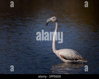 Ein ruhiges Profilbild eines jungen Jungflamingos (Phoenicopterus roseus), der anmutig in ruhigem, tiefblauem Wasser steht. Wildtierporträt. Stockfoto