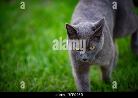 Eine graue kurzhaarige Katze mit bernsteinfarbenen Augen geht über einen hellgrünen Rasen auf einem traditionellen normannischen Bauernhof mit Fachwerkgebäuden und einem Strohdach Stockfoto
