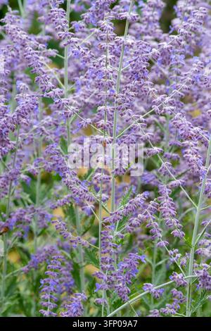 Salvia Blue Spire, Perovskia Blue Spire, Russischer Salbei, Kleine, violettblaue Blüten in großen, plümchenartigen Rispen Stockfoto