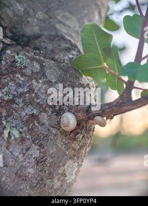 Zwei kleine weiße Schnecken sind im Vordergrund zu sehen, eine auf einem rauen Baumstamm, der mit Flechten bedeckt ist, und eine andere auf einem kleineren Ast mit lebendigem grünem Laub Stockfoto