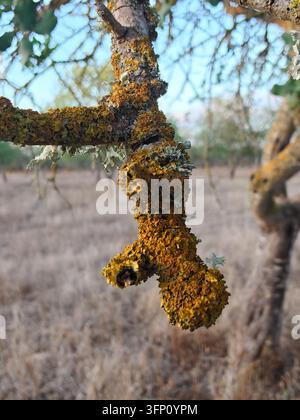 Nahaufnahme von Astzweigen, bedeckt mit lebhaftem gelbem und orangefarbenem Flechtenbewuchs, mit einem weichen, verschwommenen natürlichen Hintergrund aus trockenem Gras und fernen Bäumen. Die nat Stockfoto