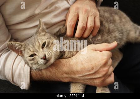 Nahaufnahme eines Mannes, der eine entspannte graue getigerte Katze, die auf seinem Schoß liegt, sanft streichelt. Stockfoto
