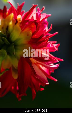 Seitenansicht einer roten und rosa Kaktus-Dahlia mit spitzen Blütenblättern und gelb-grünen Kelchblättern vor dunklem Hintergrund Stockfoto