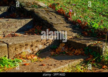 Alte verwitterte Steinstufen, bedeckt mit Moos und gefallenen Herbstblättern im warmen Sonnenlicht, mit grünem Gras und einer violetten Wildblume, im Botanischen Garten Stockfoto
