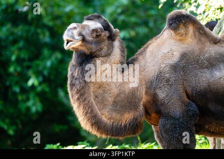Porträt eines Zweihöcker-Bactrian-Kamels Stockfoto