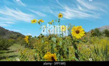 Prärie-Sonnenblumen blühen unter blauem Himmel an einem sonnigen Tag Stockfoto