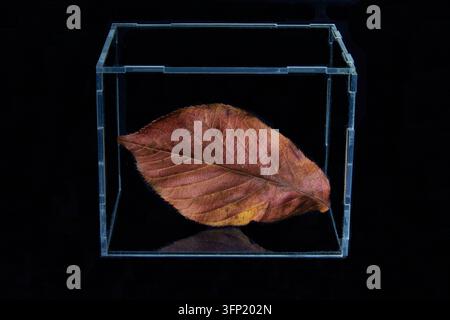 Dies ist ein herbstliches Laubblatt, höchstwahrscheinlich von einem Kirschbaum oder einer amerikanischen Buche. Aufgenommen in einem klaren Acrylwürfel vor schwarzem Hintergrund. Stockfoto