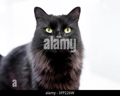 Eine flauschige schwarze Katze mit mittlerem Fell auf weißem Hintergrund Stockfoto