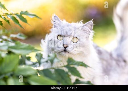 Langhaarige Silber-Tabby Ragdoll-Kreuzungskatze im Freien in einem Garten Stockfoto
