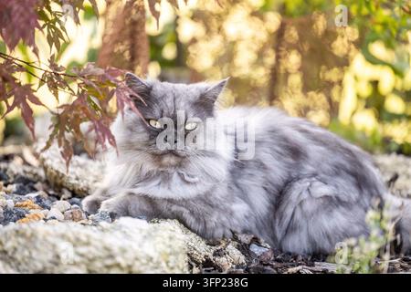 Entspannter Blauer Siegel-Ragdoll-Kater ruht in einem Herbstgarten Stockfoto